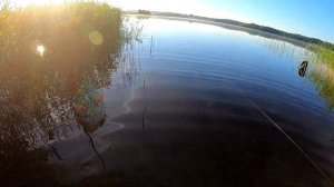 ЛОВИМ КРУПНЫХ ЛЕЩЕЙ НА РЕЗИНКУ в июле 2022.Рыбалка с начёвкой на резинку донку