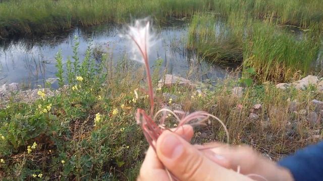 Семена Иван-чая. смотреть онлайн