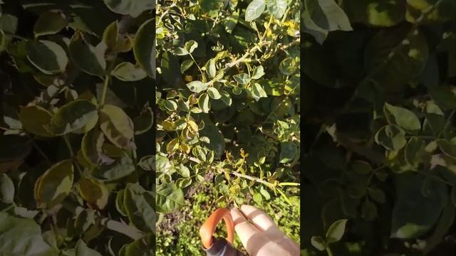 Осенняя обработка роз и деревьев медным купоросом. Как правильно обработать, при какой температуре. смотреть онлайн