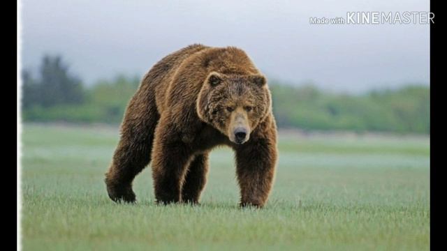 Кто такие животные? смотреть онлайн