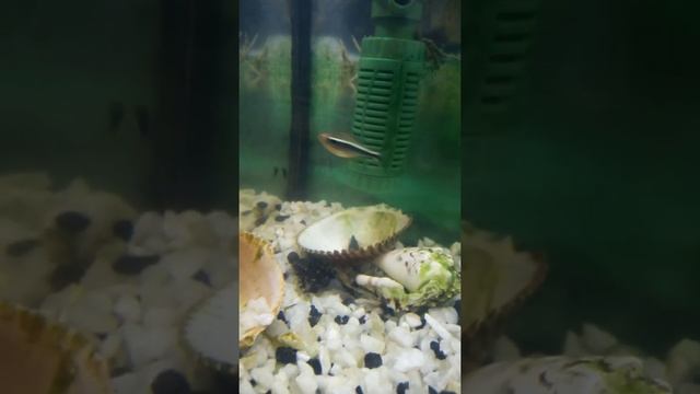 Сом агамикс уход! смотреть онлайн