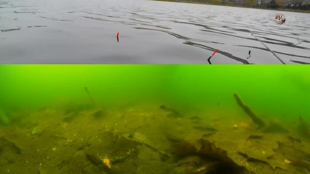 Ноябрь. БЕСКЛЕВЬЕ. Рыбалка. Подводная съемка Fishing Angeln La Pesca Câu Cá Memancing Wędkarstwo 钓鱼