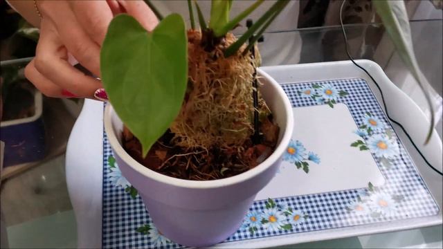 Правильная подготовка, обрезка, и пересадка антуриума смотреть онлайн