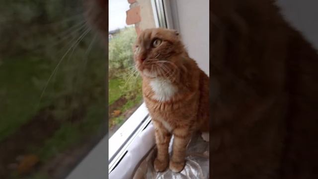 Не совсем обычный кот ? смотреть онлайн