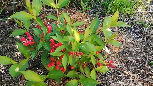 Вейгела All summer red смотреть онлайн