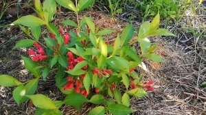 Вейгела All summer red