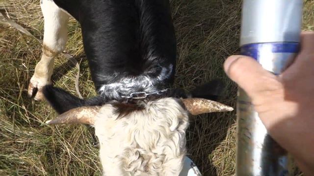 Купил бочки для зерна и расстроился, зато сейчас очень доволен. смотреть онлайн