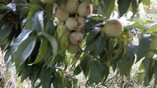 Персик Киевский ранний, лето 2020 года смотреть онлайн