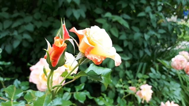 Роза Moonlight ( Мунлайт)??? Знакомство с новой розой ? из питомника Сергея Овчарова???. смотреть онлайн