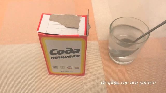 586. Как получить шикарную рассаду помидоров смотреть онлайн
