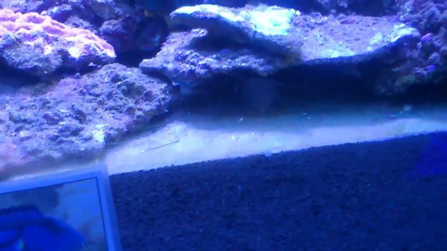 Креветка-боксер полосатая. смотреть онлайн