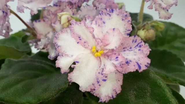 Фиалка РС Серпантин. Первое цветение смотреть онлайн