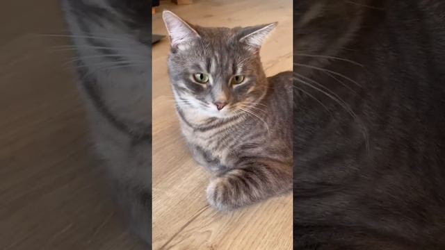 Зачем кошки лижут лицо человеку? ? #shorts #кот #котики #кошки смотреть онлайн