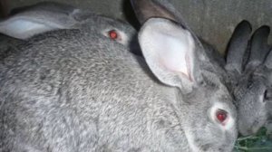 Разведение кроликов породы советская шиншилла как бизнес идея | Кролик советская шиншилла