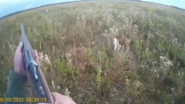 Охота на куропатку с Бретонским Эпаньолем (Сьюзит) по кличке Дуся! смотреть онлайн