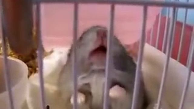 Хомяк злится