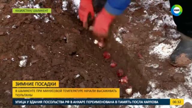 В Шымкенте в пятиградусный мороз высадили тюльпаны смотреть онлайн