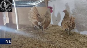 декоративные куры сибрайт sibrayt  QOBIL RISHTON
