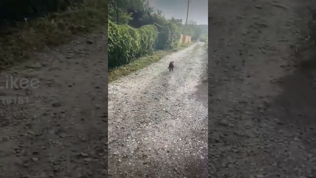 НАКОНЕЦ-ТО НАКОНЕЦ-ТО Я ПРИЕХАЛ НА СВОЮ ДАЧУ КАК Я ПО НЕЙ СКУЧАЛ ! смотреть онлайн