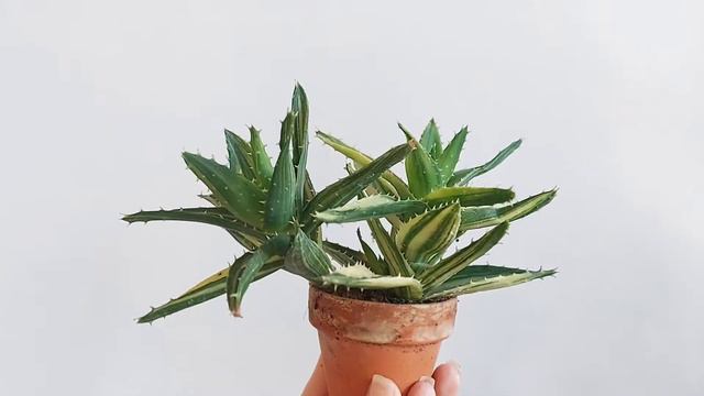Aloe nobilis variegata смотреть онлайн