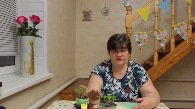 Тонкости выращивания крепкой рассады. смотреть онлайн