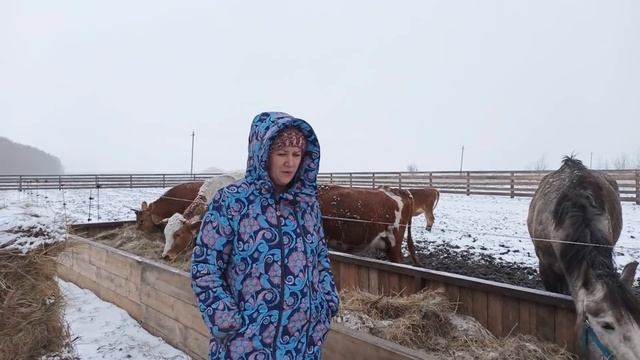 КАК КУПИТЬ ЗДОРОВУЮ КОРОВУ? ПРАВДА ЛИ ЧТО ХОРОШИХ КОРОВ НЕ ПРОДАЮТ...? смотреть онлайн
