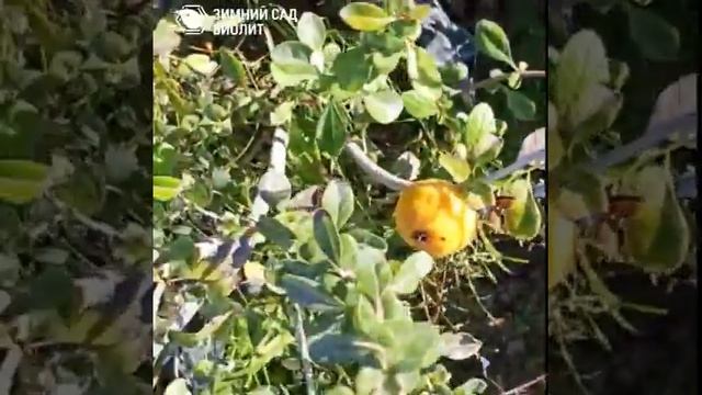 Айва японская. Саженцы смотреть онлайн