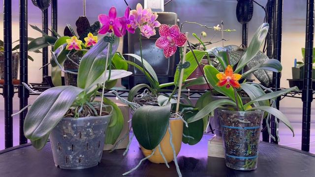 Orchid Chat: Novelty Phalaenopsis Collection смотреть онлайн