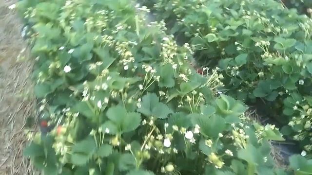Клубника. Сорт Вайбронд. Состояние на 04.05.19. уборка. смотреть онлайн