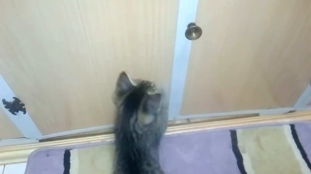 кот будильник