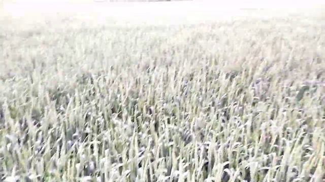 пшеница выкинула колос. по предшественнику горох и по кукурузе смотреть онлайн