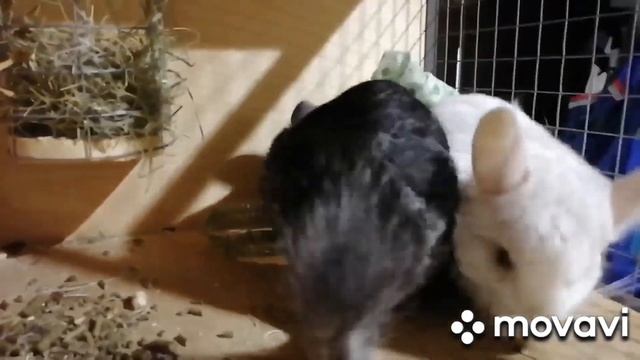 Картофельное рагу с мясом и овощами. Готовим с Борисом. смотреть онлайн