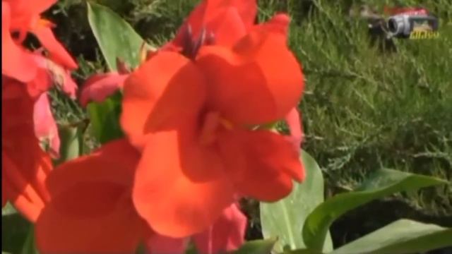 мой дом.avi смотреть онлайн