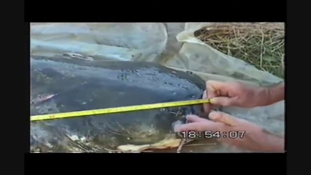 Енотаевский монстр смотреть онлайн