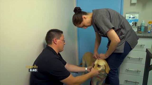 Derm Defense: What to do if your dog has a skin condition смотреть онлайн