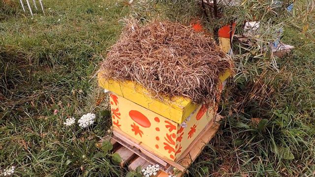 как прошёл июль для пчёл смотреть онлайн