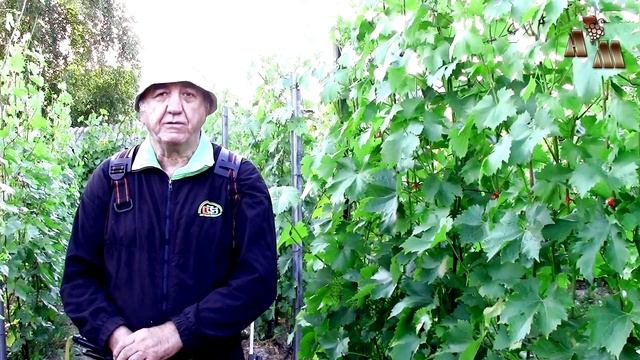 ? Обработка винограда от болезней баковой смесью. Часть 2 смотреть онлайн