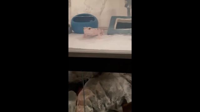 Epic Prokofiev Gecko Dance смотреть онлайн