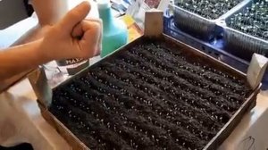 КАК И ЧЕМ ПОДКОРМИТЬ ВСХОДЫ ПЕТУНИИ В КАКОЙ ГРУНТ Я СЕЮ ПЕТУНИЮ семенами как вырастить цветы.mp4