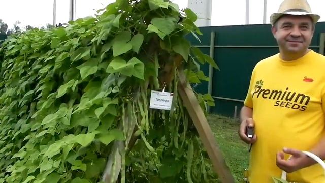 Фасоль спаржевая Гирлянда