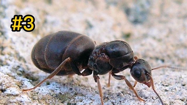 Топ 5 муравьёв для начинающего мирмикипера смотреть онлайн