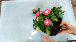 НЕ ПРИЩИПЫВАЙТЕ КАТАРАНТУСЫ! КАКОЙ ОБЪЕМ ВАЗОНА НУЖЕН КАТАРАНТУСУ НА ПМЖ?