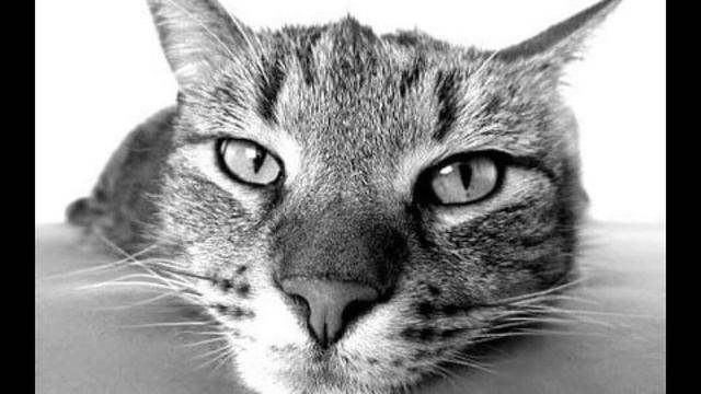 Спортивный кот, как правильно качать пресс видео. смотреть онлайн