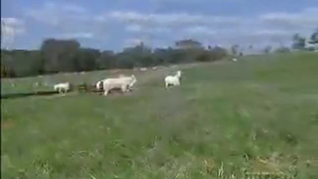 Confira na reportagem o rebanho melhorador da Fazenda Brumado смотреть онлайн