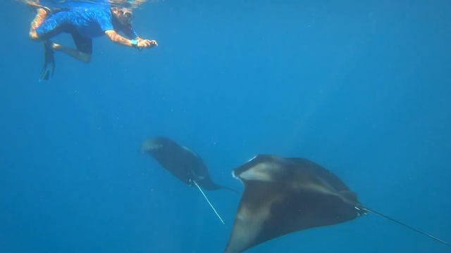 Manta Ray in Hanifaru Bay смотреть онлайн