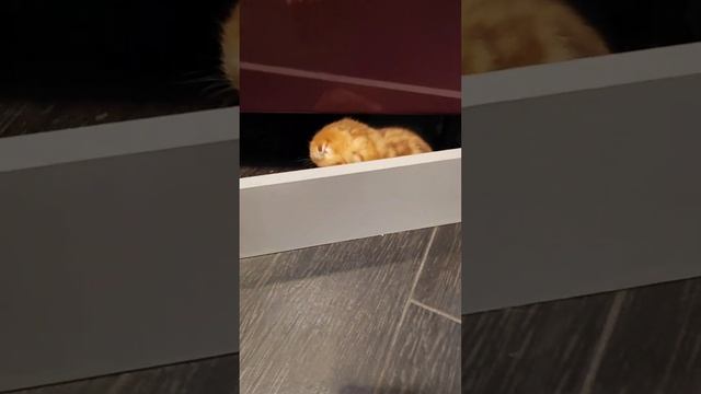 Пробуем новое угощение. смотреть онлайн