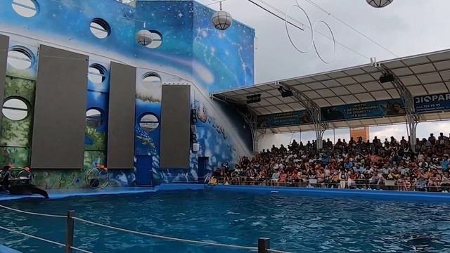 ДЕЛЬФИНАРИЙ НЕМО Одесса Best Dolphin Show at Odessa Dolphinarium смотреть онлайн
