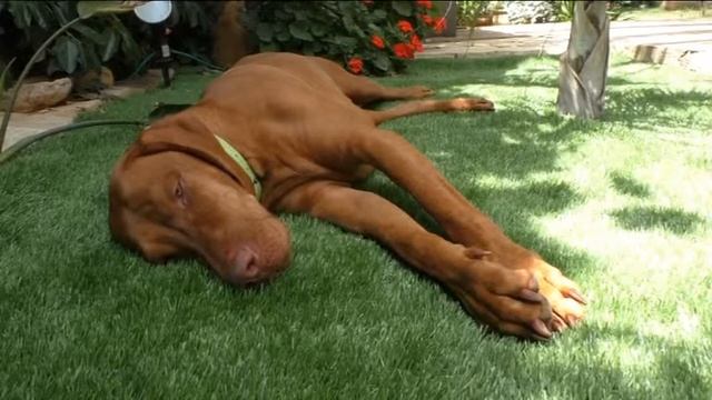 Смотреть всем. Умная собака. смотреть онлайн