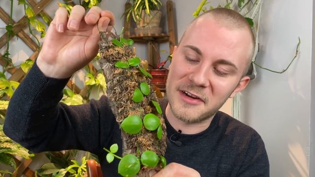 My Entire Dischidia Collection | Houseplant Show & Tell