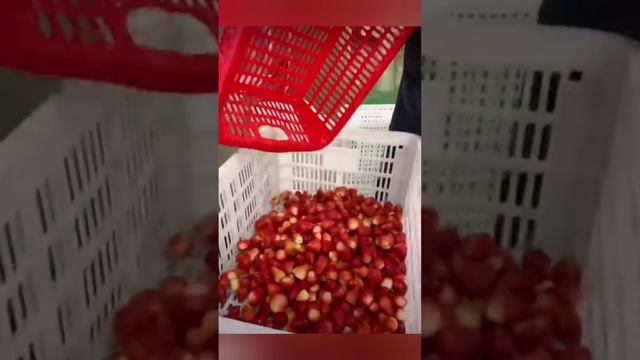 Правильная технология заморозки клубники ?за 10 секунд! смотреть онлайн